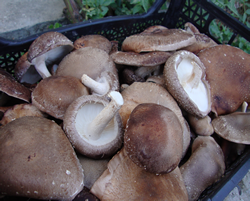Shiitake